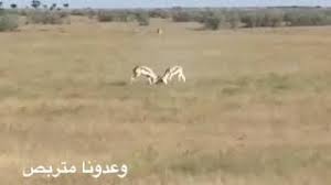مابالنا نهب التخاصم والتدابر والحسد وعدونا متربص يخفي الكمائن والرصد