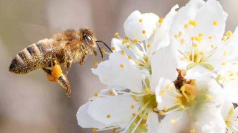 اليوم العالمي للنحل