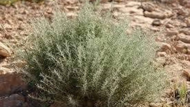 فيديو: فريق بحثي سعودي يعلن اكتشاف نبات يقضى على الخلايا السرطانية