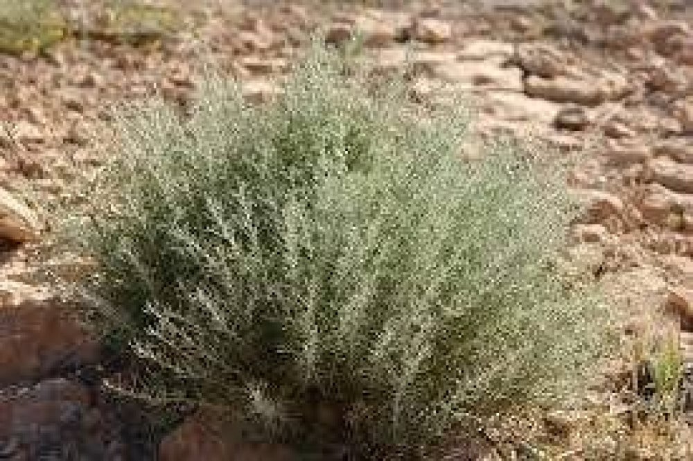 فيديو: فريق بحثي سعودي يعلن اكتشاف نبات يقضى على الخلايا السرطانية