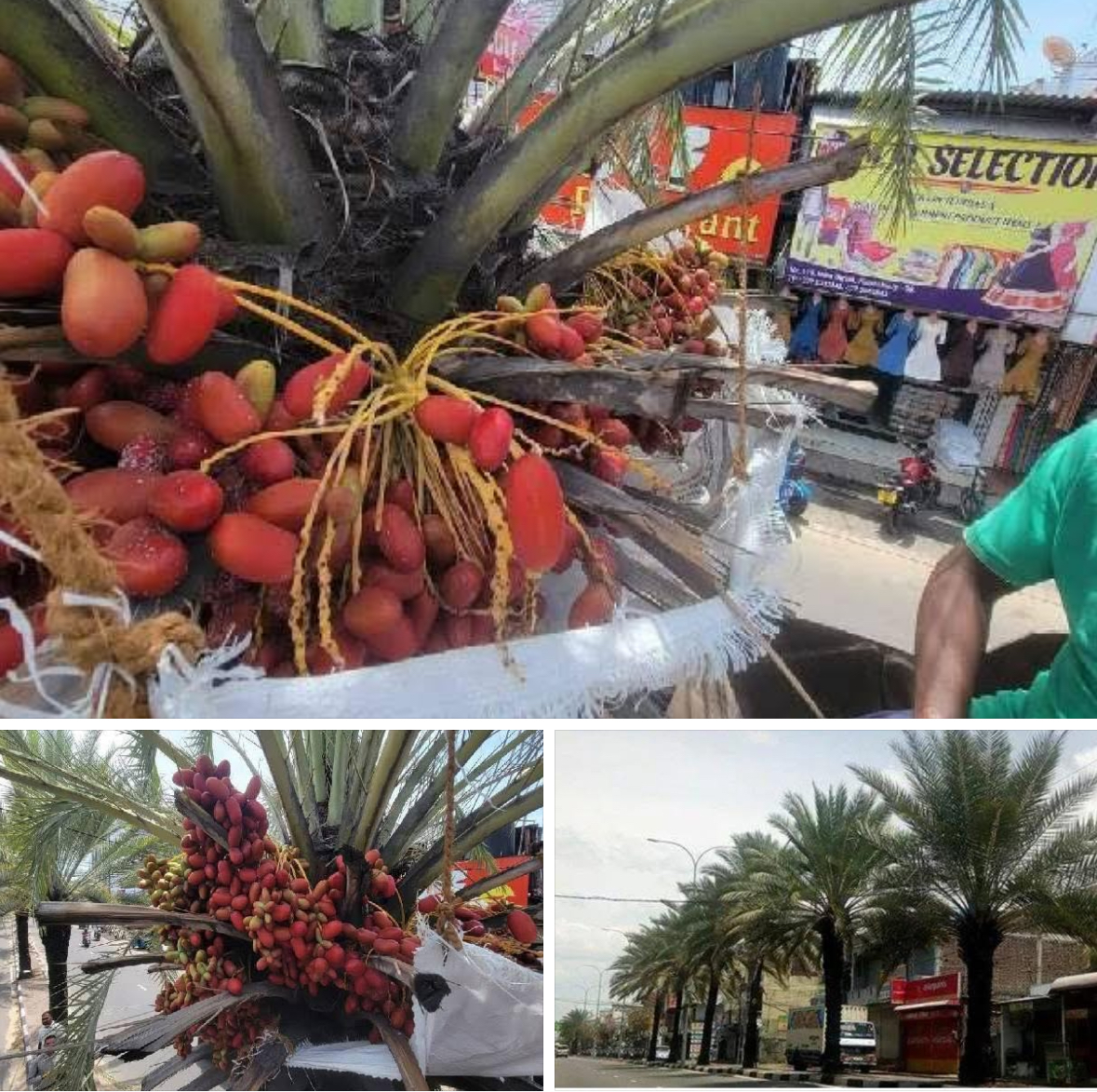 أشجار النخيل في شرق سريلانكا تثير الإعجاب وتغزو منصات التواصل الاجتماعي